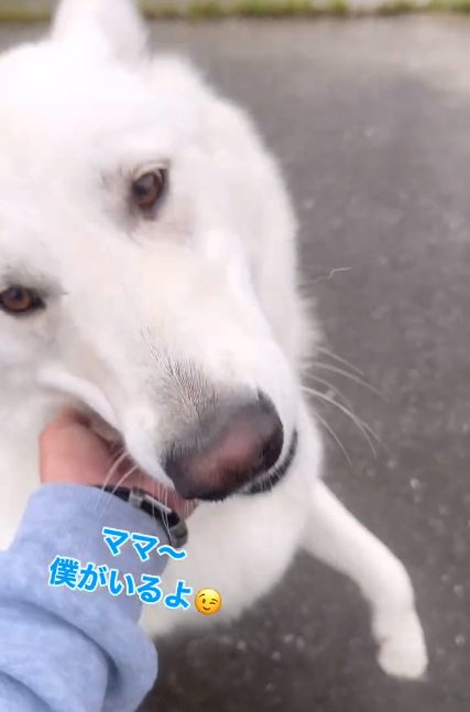 投稿主さんを励ますルーカスくん