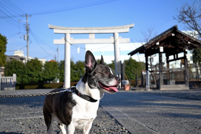 犬の初詣