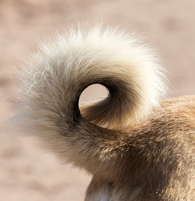 犬の巻き尾