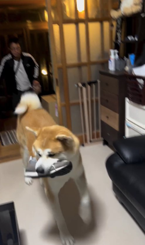 スニーカーをくわえて部屋に入る秋田犬