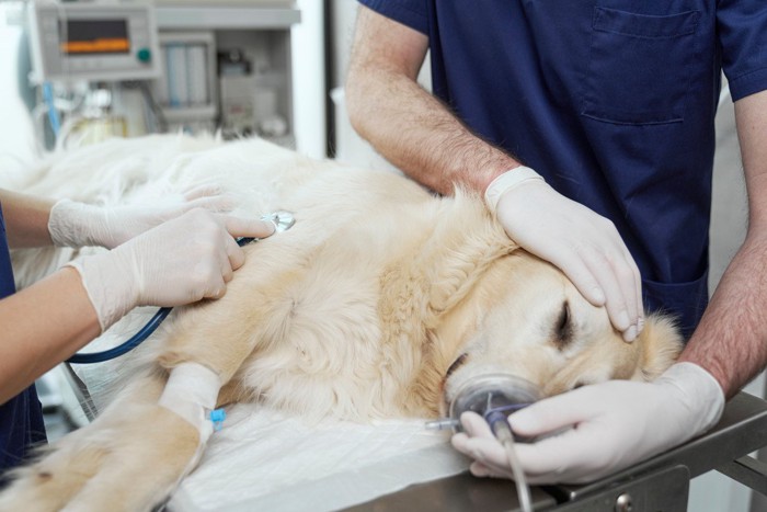 病院で診察される犬