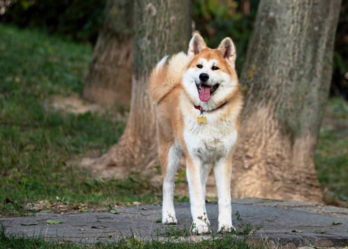 雑木林の中に立つ秋田犬