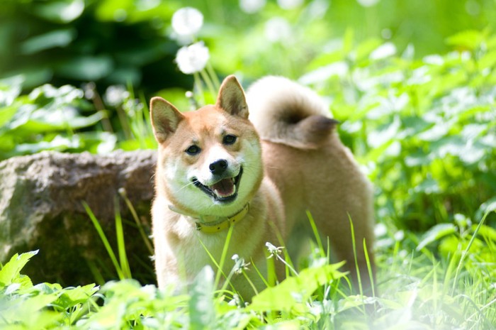 草むらからこちらを見る柴犬