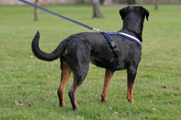 バディーベルトおすすめ5選！犬への負担を軽減する新型ハーネス | わんちゃんホンポ