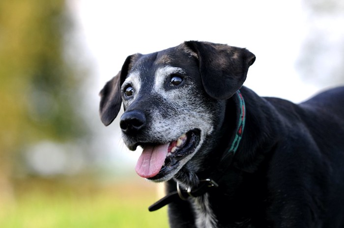 嬉しそうな顔をした白髪のある黒い犬