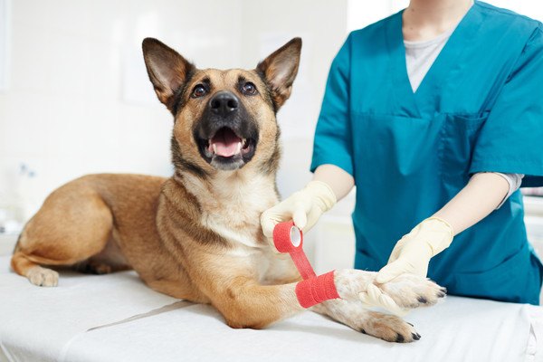 獣医さんに診て貰う犬