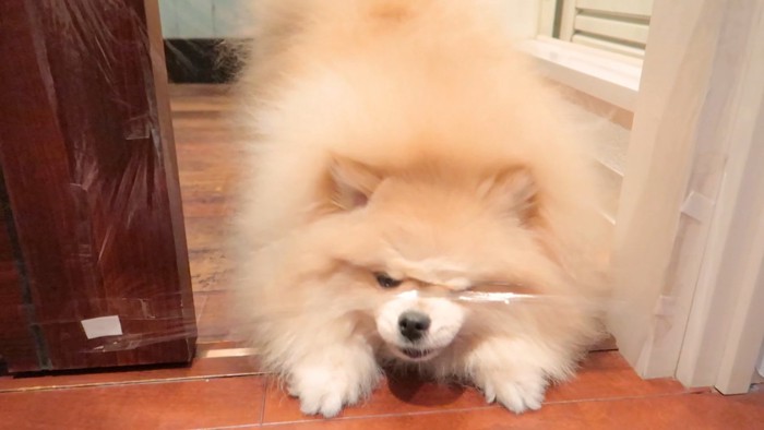 くぐり抜けられません！