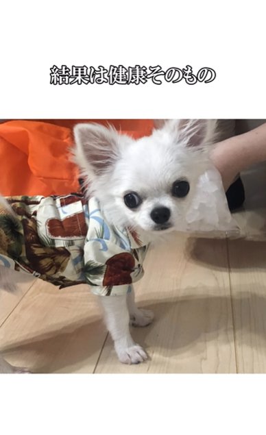 フローリングに立つチワワ