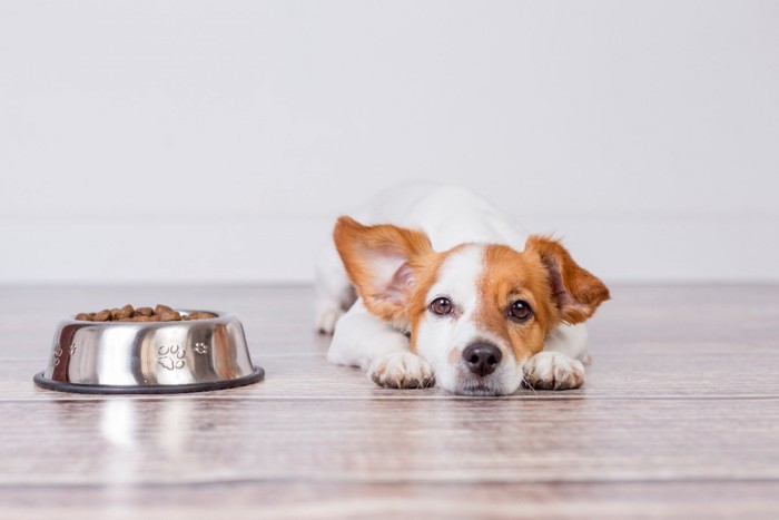 ご飯を入れる様子を見つめる犬