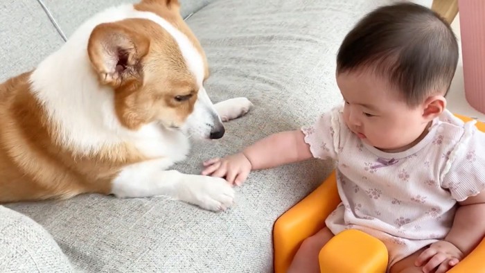 犬の手を触ろうとする赤ちゃん