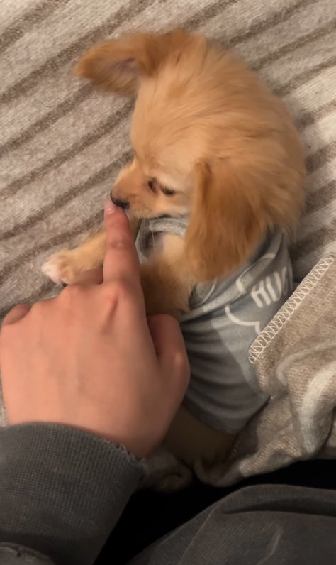 触ったのが飼い主の手だと確認する子犬