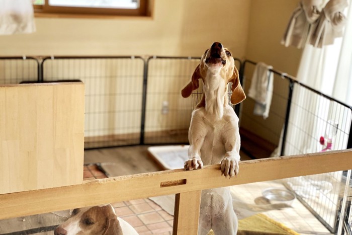 ケージの中で吠える犬