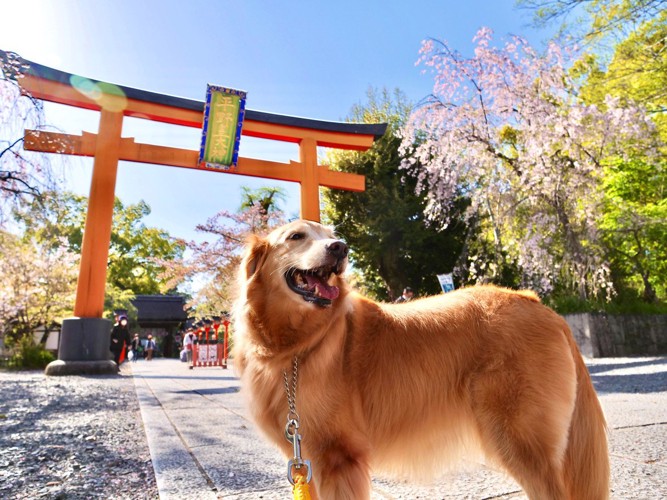 桜と散歩中の犬