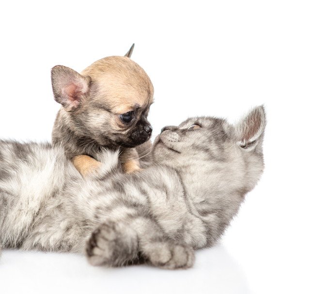 打ち解けた子犬のチワワと猫