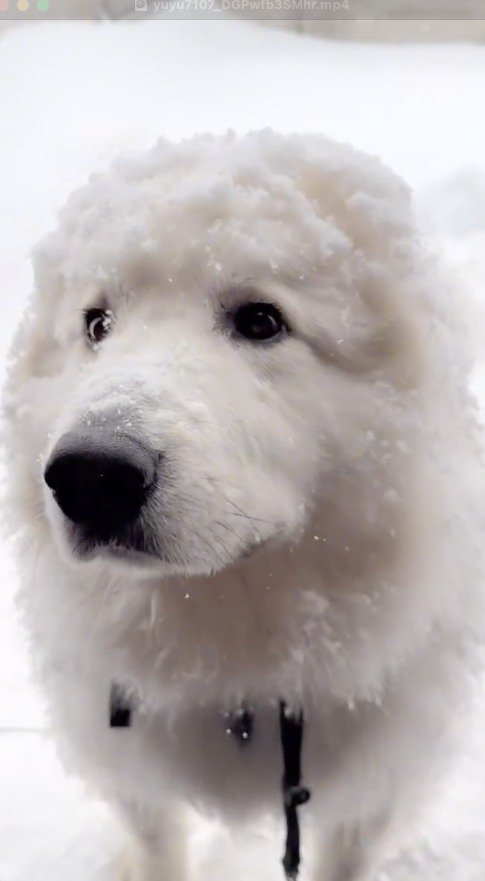 飼い主を見つめる雪を被った犬