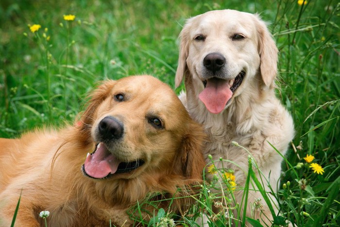 しつけをする女性と犬