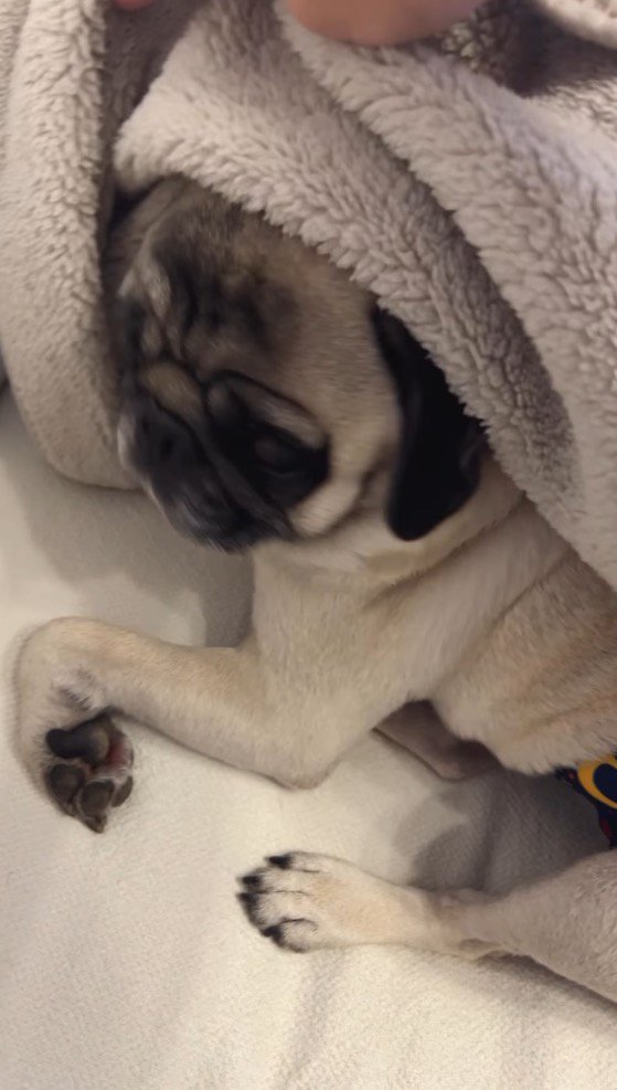 ブランケットの中に入っている犬
