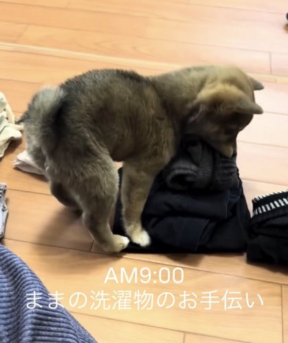 畳まれた服を咥える子犬