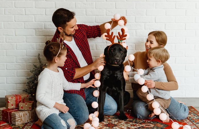 愛犬にクリスマスの飾りをつける家族