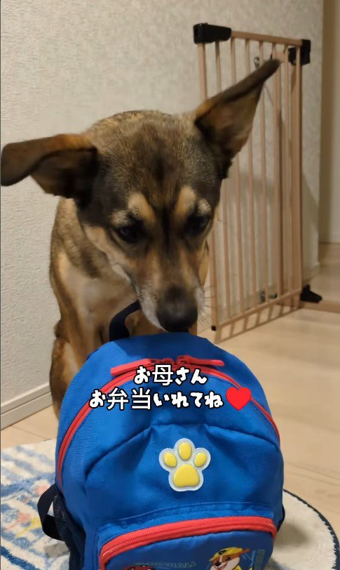 ドッグスクールに行くまる君2