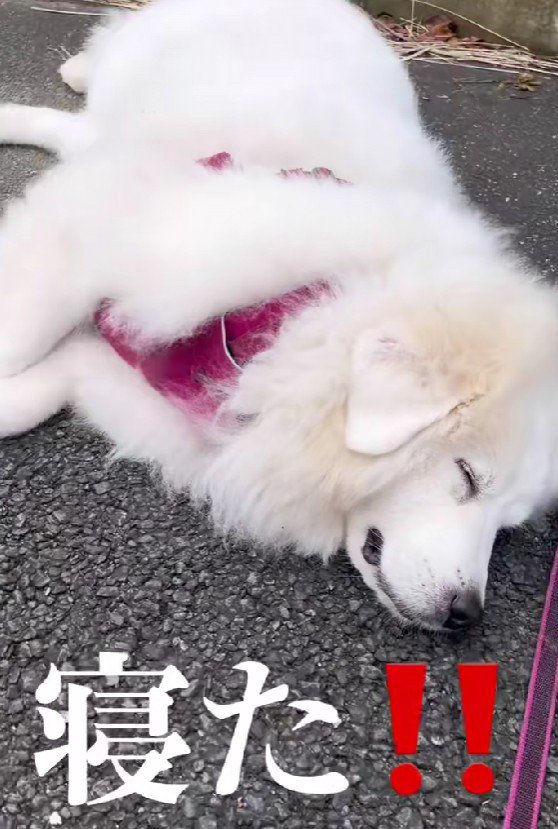 道で寝ちゃった!?