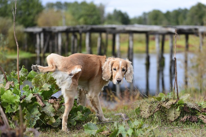 後ろ足を上げる犬