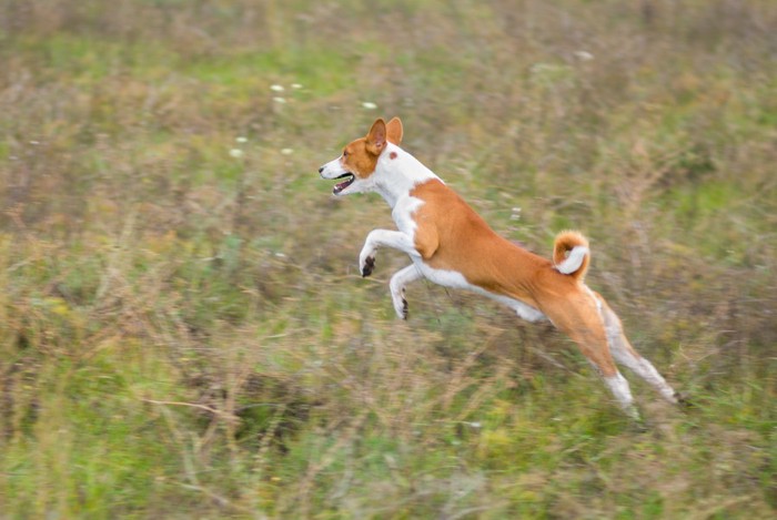 獲物を追う犬