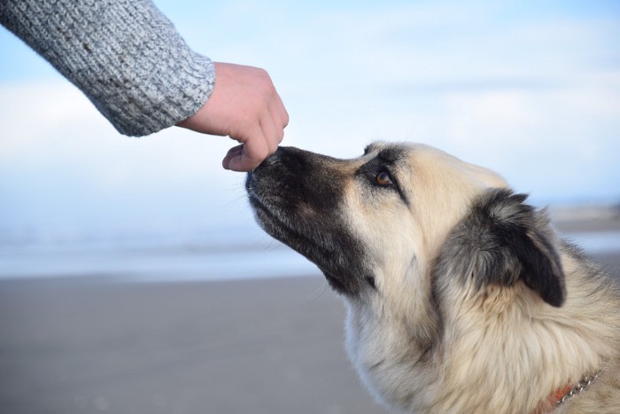 飼い主の手に鼻タッチする犬