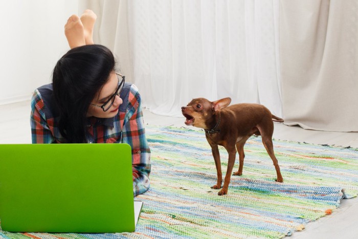 吠える犬と女性