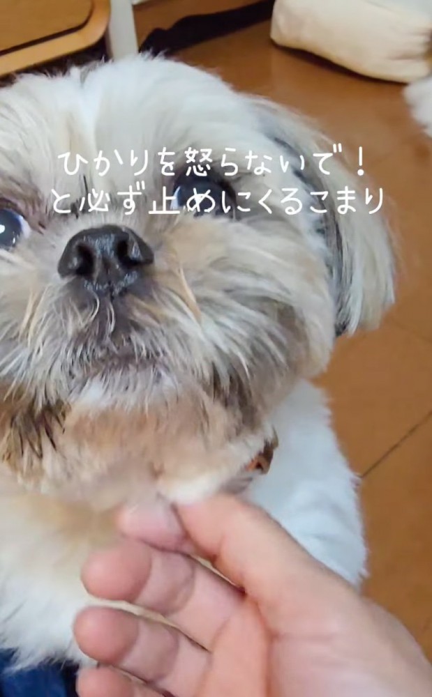 見つめてくる犬