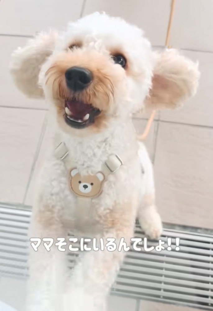 立ち上がる犬