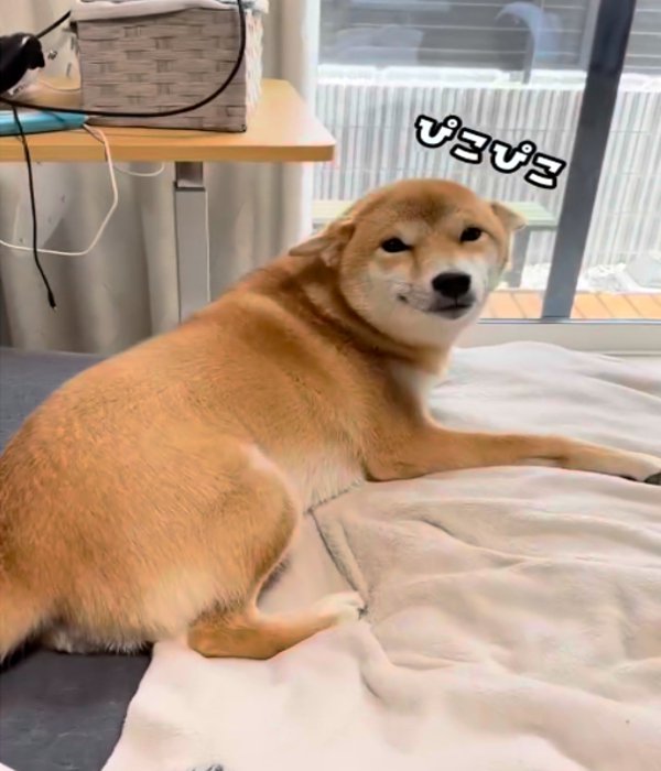 うれしそうな犬