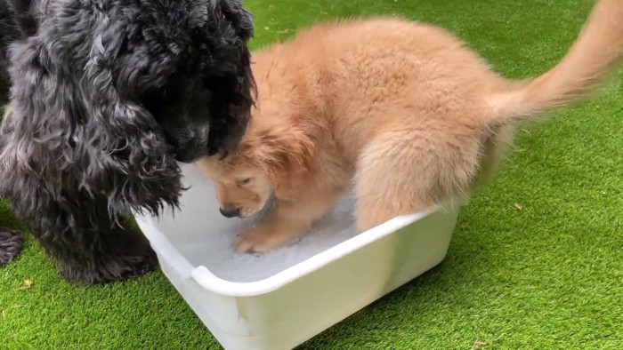 兄犬のルッちんとお水遊び