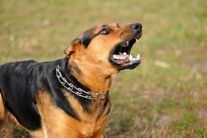 銀のチョーカーを着けて吠える犬