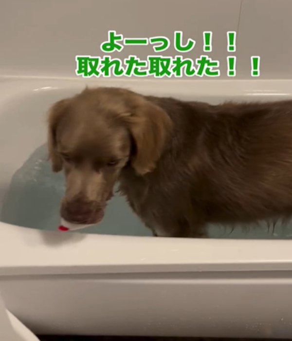 おもちゃをくわえる犬