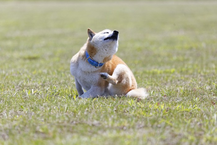 足で顔を掻く犬