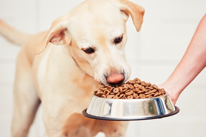 ドッグフードを食べる犬