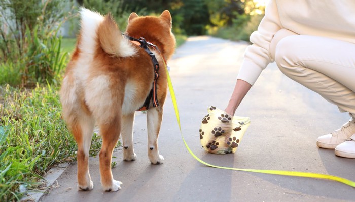 犬のウンチを処理する