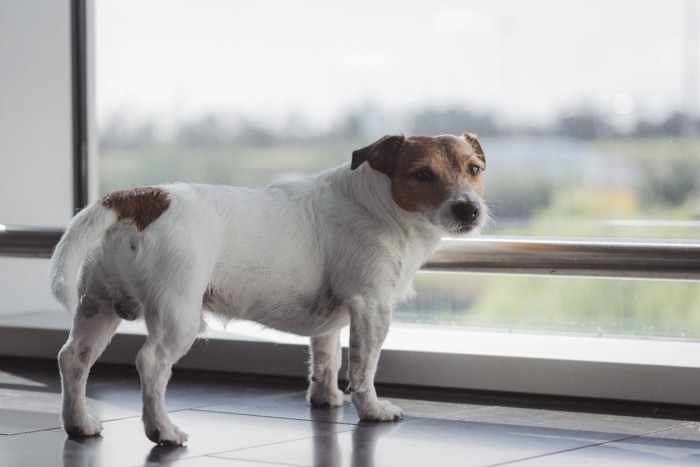 窓の前で不安そうな犬