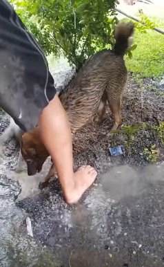 水をかき出す人と犬