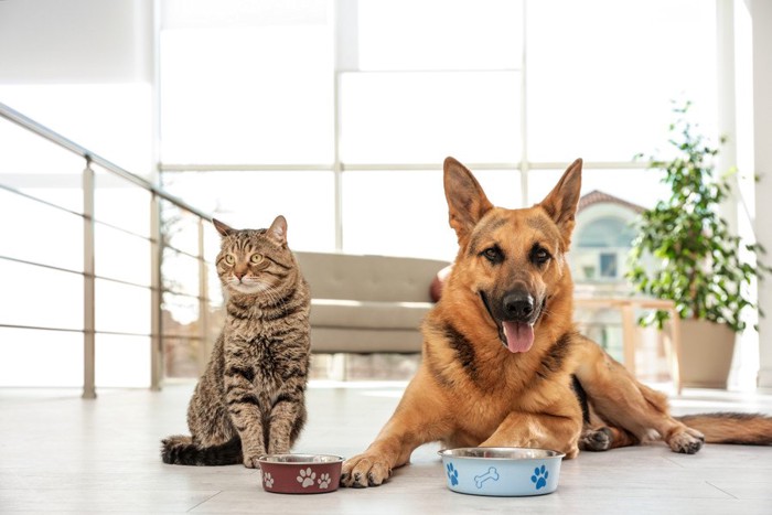 ボウルを前にした猫とシェパード