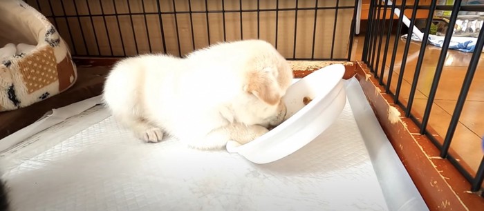 ご飯を食べる白い子犬