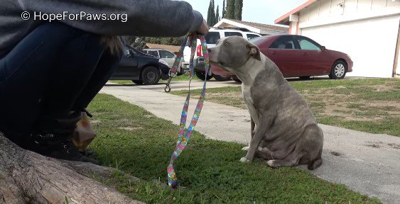 座ってリードを受け入れる犬