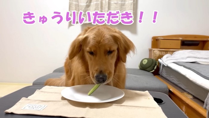 キュウリを食べるよもぎちゃん