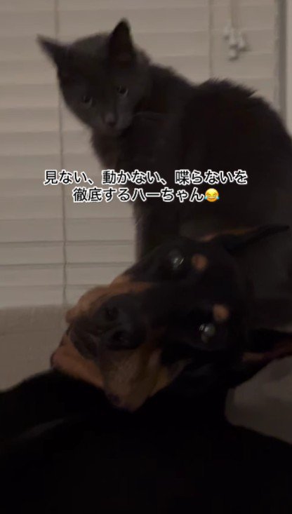 「見ない」「動かない」「喋らない」