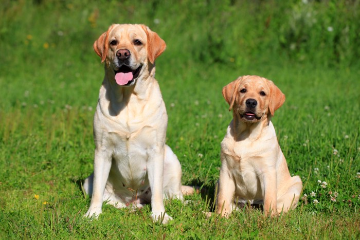 並んで座る成犬と子犬のラブラドールレトリバー