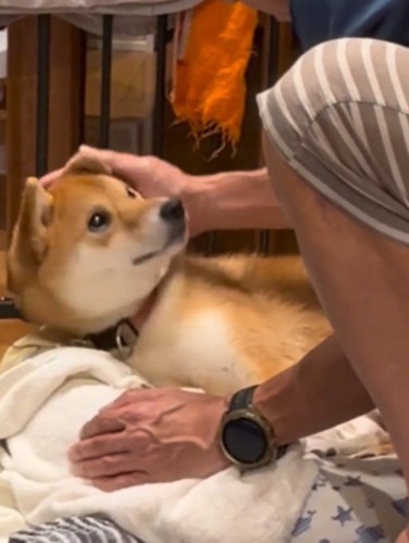 撫でてくる男性を見上げる犬