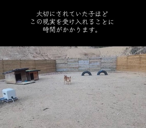 立ち止まる犬