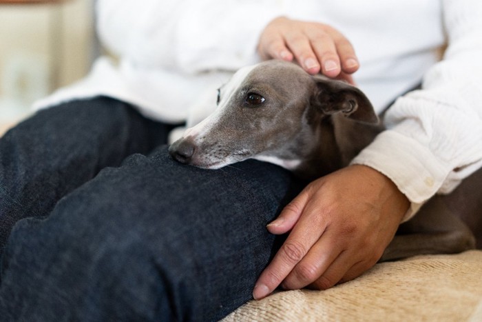 飼い主の膝に頭を乗せる犬