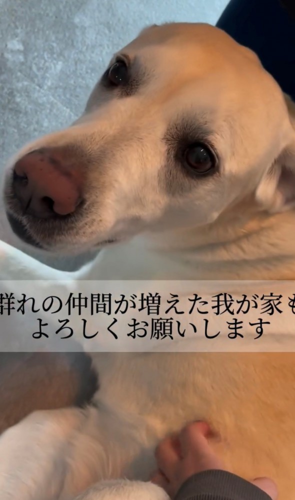 伏せをしてカメラ目線の犬